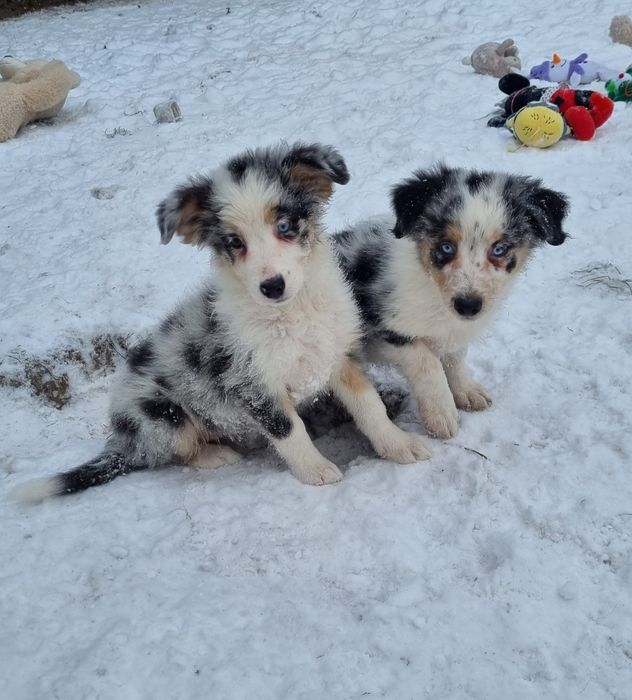 Border Collie piesek blue merle tricolor