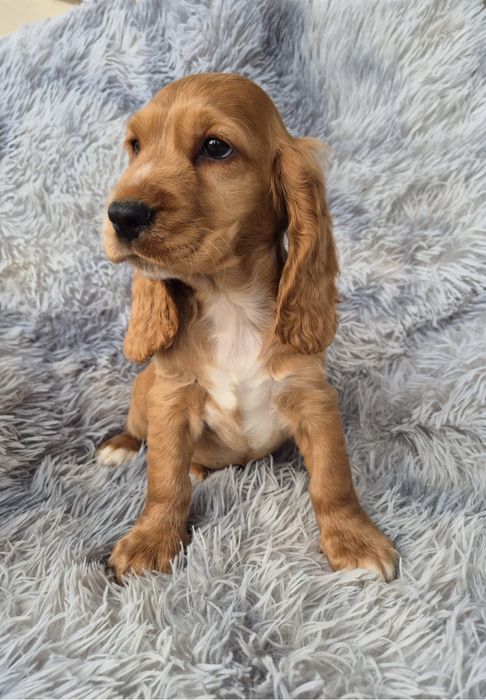 Cocker spaniel piesek  Sonic