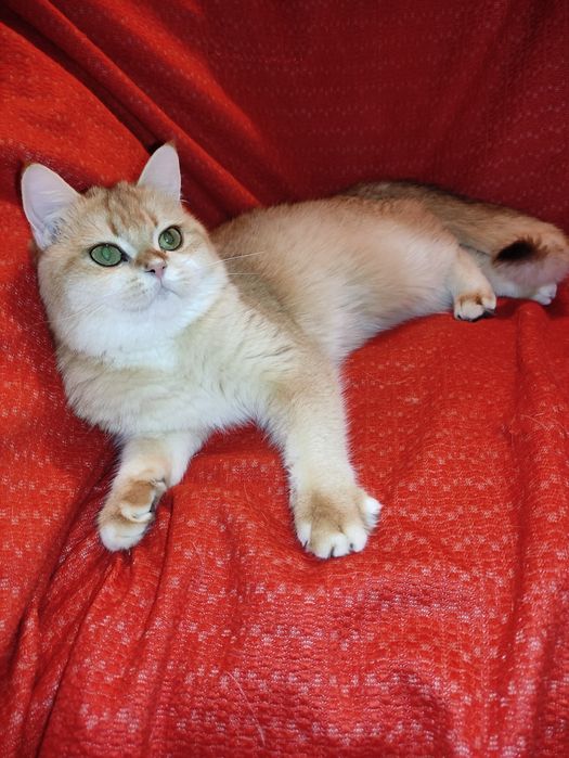 Супер якість дівчинка золота шиншила ny 12