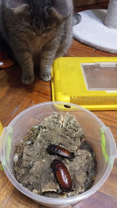 Мадагаскарські шипуни