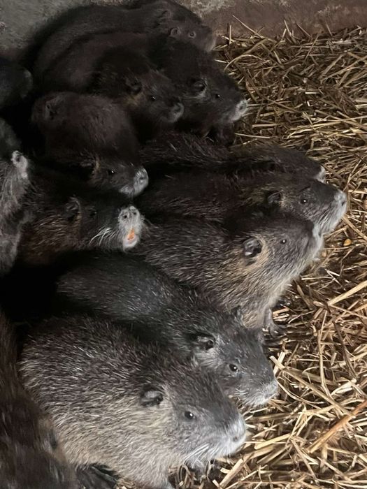 Продам молодих нутринят!