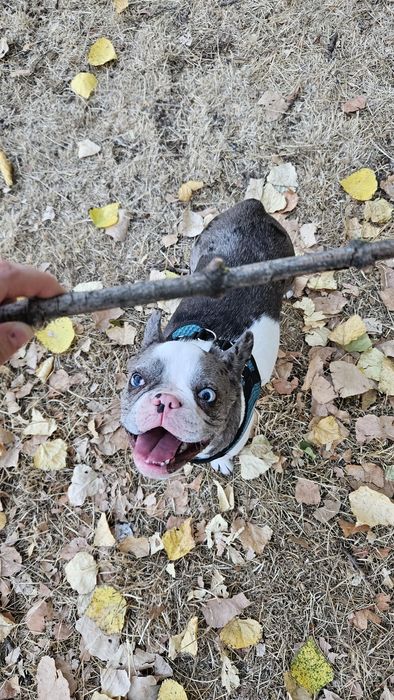 Передержка животных. Выгул собак.