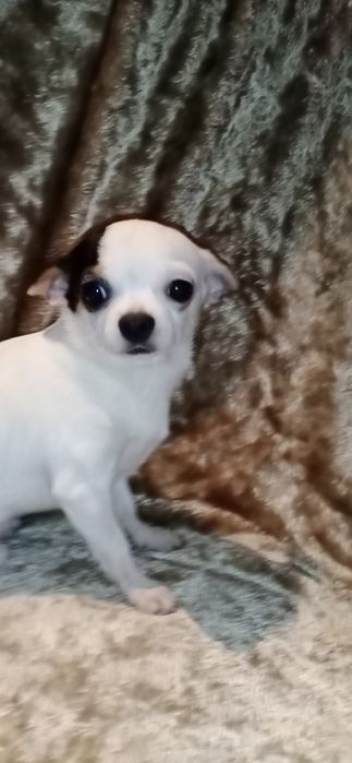 Взрослый мальчик чихуахуа