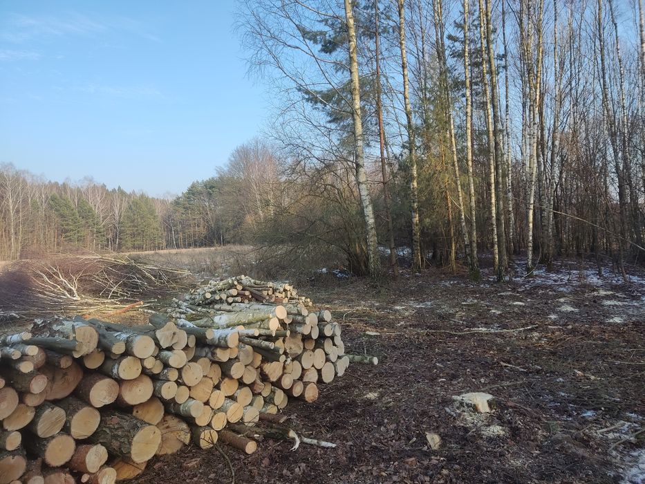 Sprzedam drzewo, drewno kominkowe