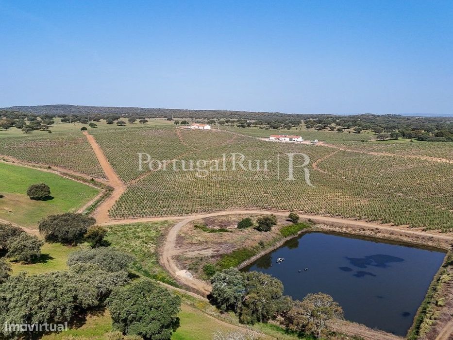 Herdade com 463 hectares em Évora