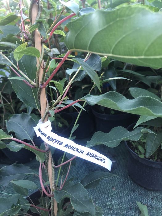 Актинідія в горшку. 14 сортів. Самовивіз та пошта