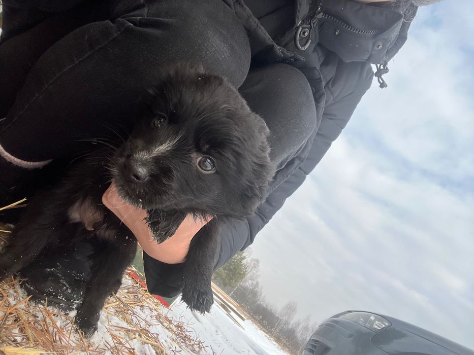 Pieski szukają dobrego domu