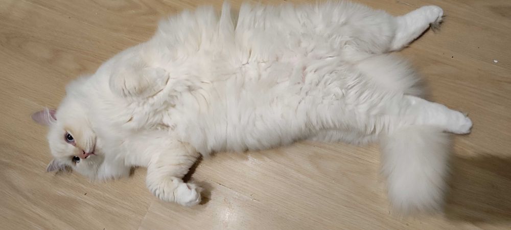 Кошенята невської маскарадної породи