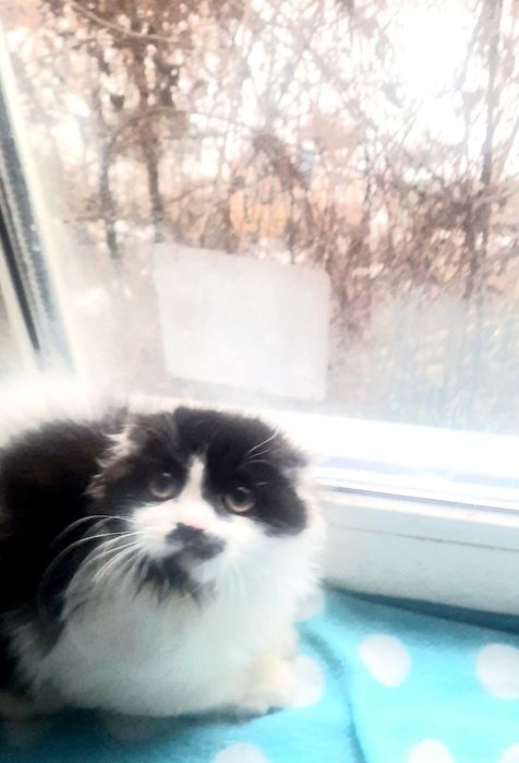 Котята скотиш фолд і хайленд