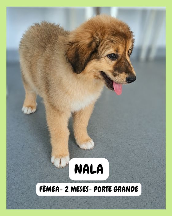Cadela  - 2 meses - P. Grande - Vila Verde, Braga