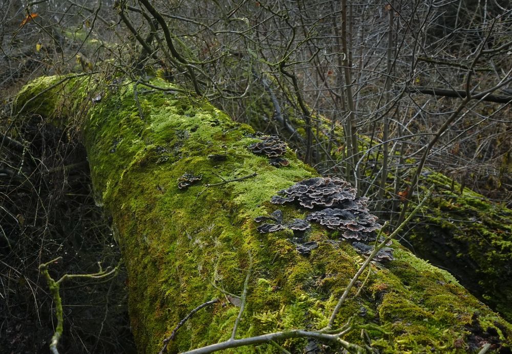 Wrośniak różnobarwny [Coriolous] [Turkey tail] - suszony