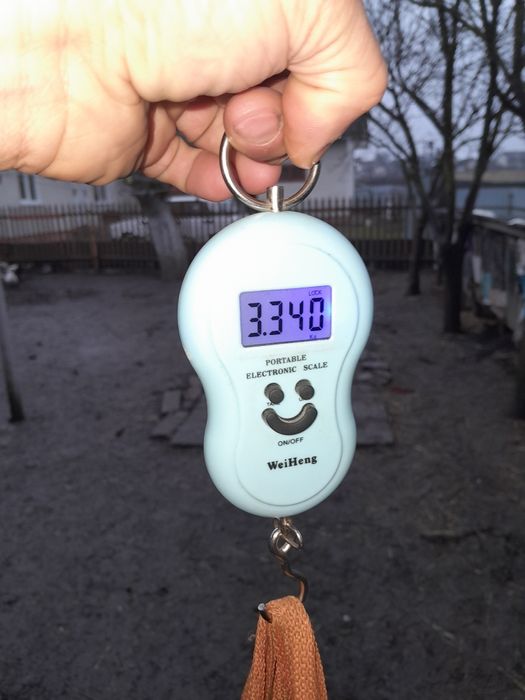 Порода полтавське срібло.