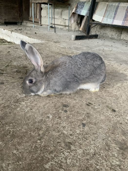 Продам кроликів різних окрасів
