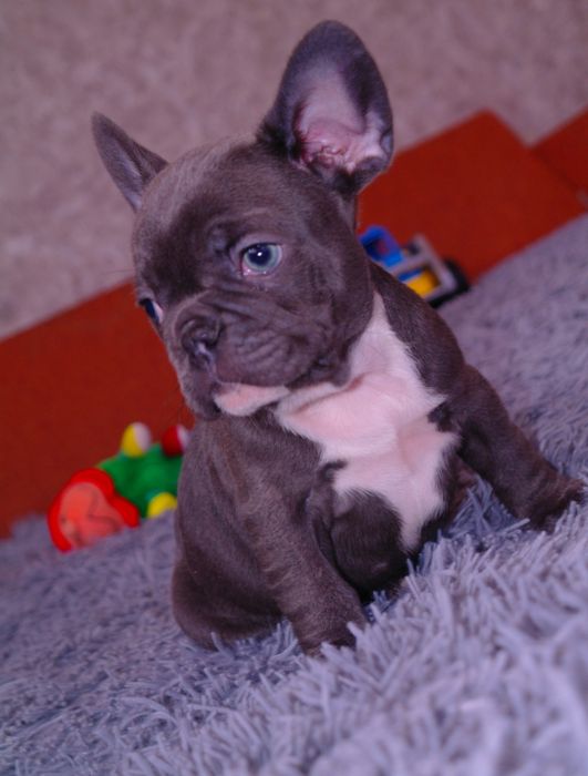 Щенки французского бульдога ждут Вас