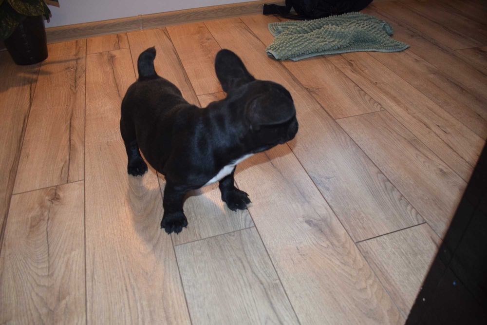 Buldog francuski szczenię - suczka