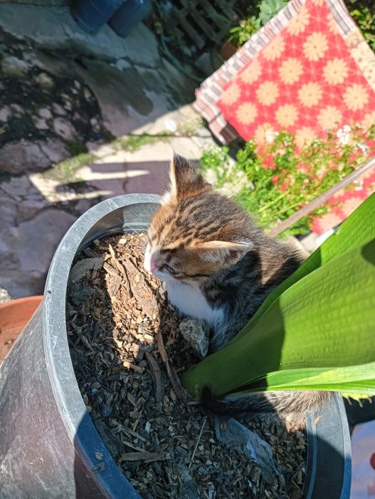 Gatinho bebé tigrado muito meigo para adoção responsável