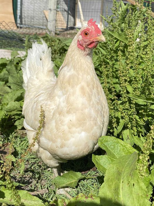 Ovos Caseiros De Varias Aves