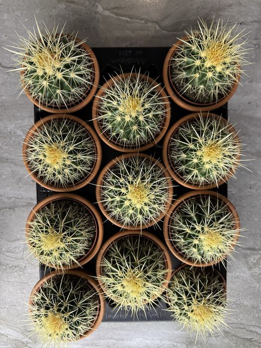 Сукуленти Суккуленты кактус эхеверия красула седум литопс кактус