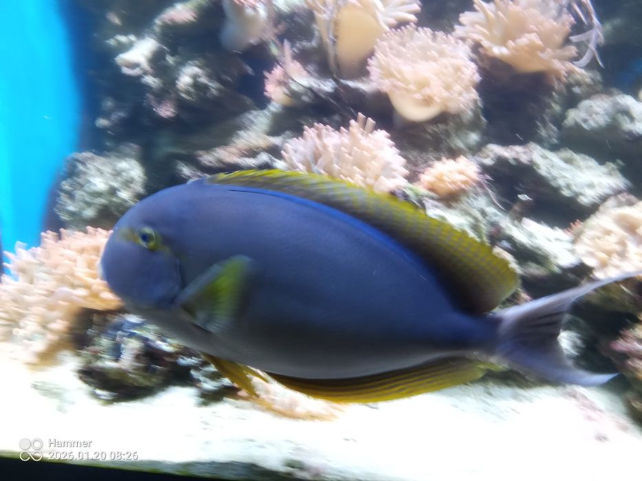 Ryba morska pokolec XXXL 45cm