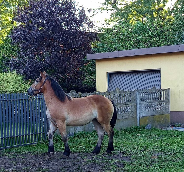 Źrebica zimnokrwista
