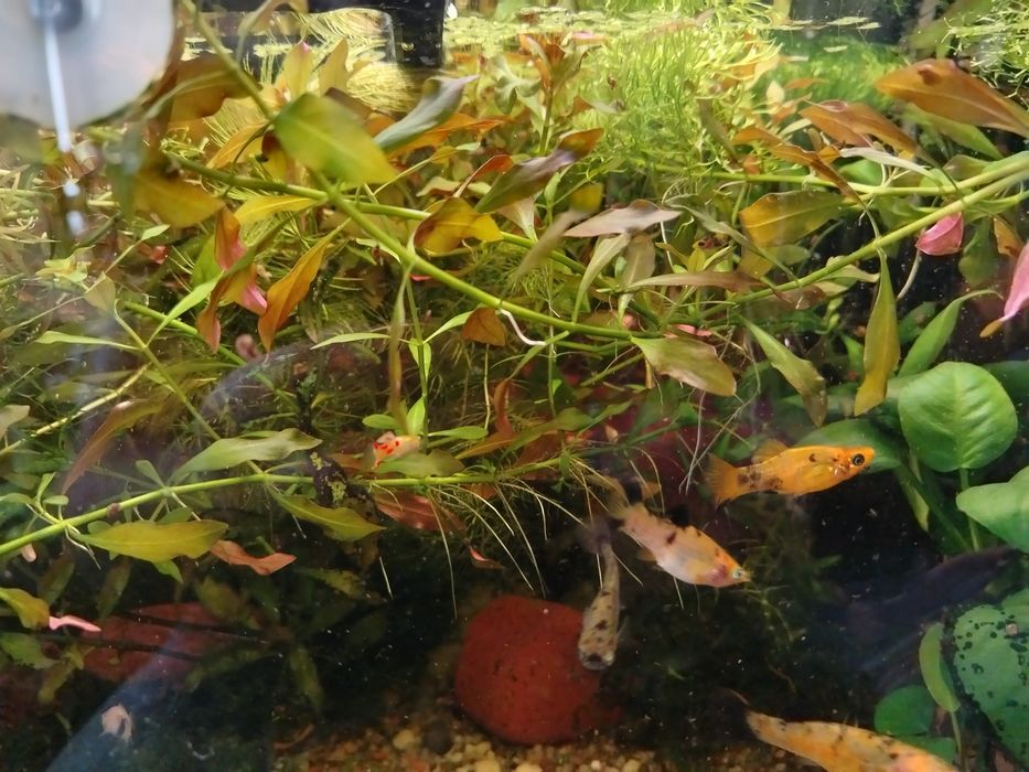 Ludwigia, rogatek sztywny. Rośliny z przycinki