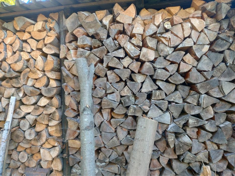 Suche drzewo jodla sosna