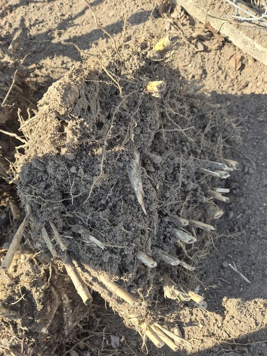 Miskant gigantus (olbrzymi )duże karpy