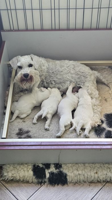 Sznaucer miniaturowy biały - RODOWÓD FCI !!!