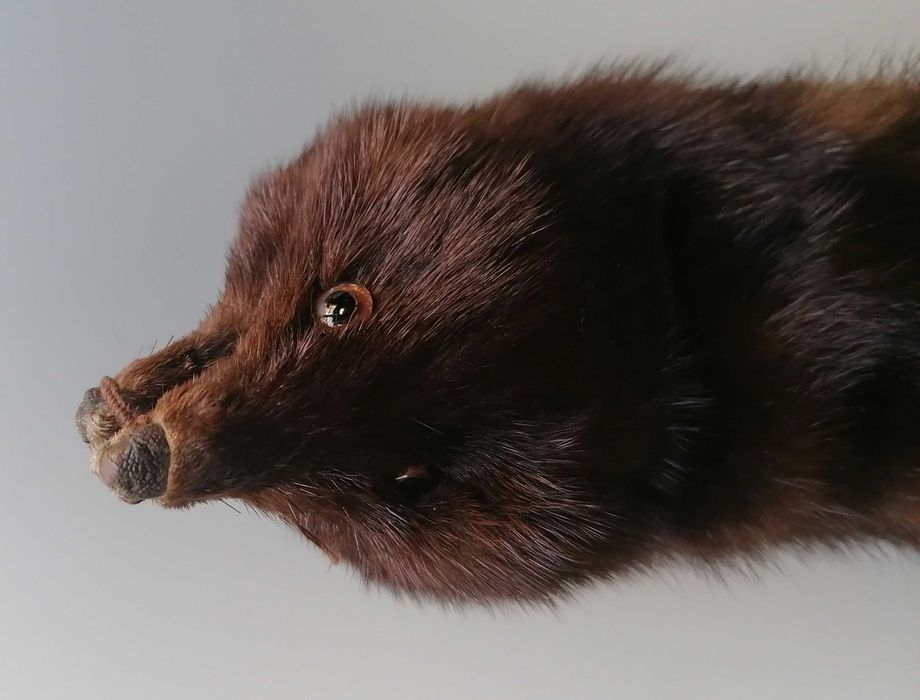 Gola de vison castanho