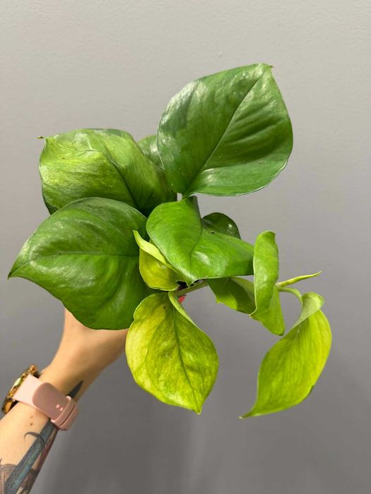 Epipremnum Lemon Top