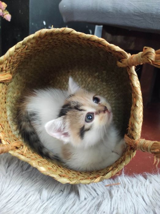 Отдам котят бесплатно