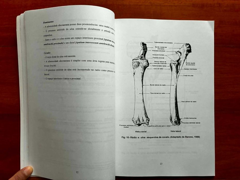 Osteologia II - Esqueleto Apendicular
