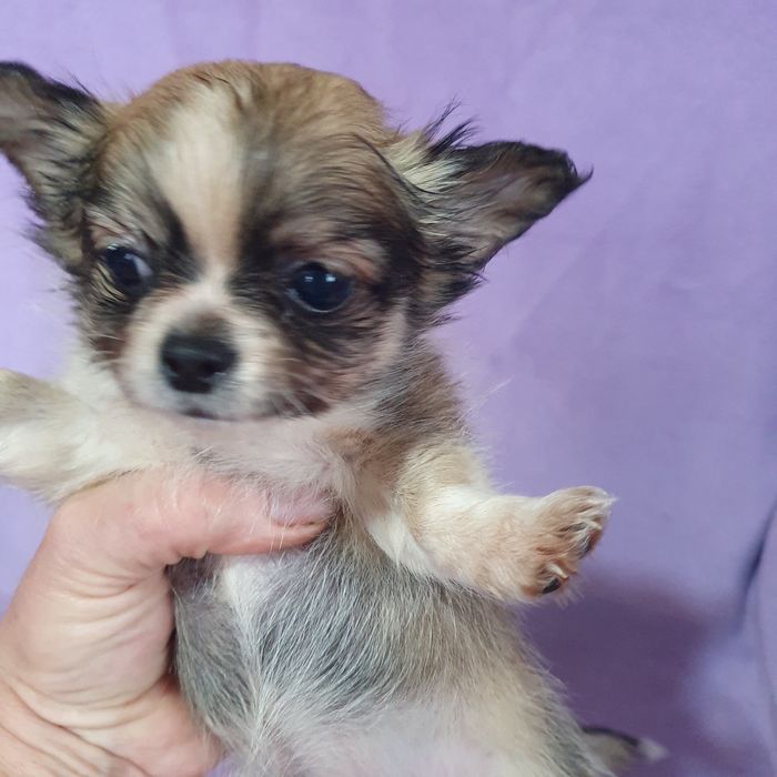 В питомнике чихуахуа новые малыши