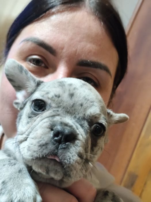 Французский бульдог, Мерле.