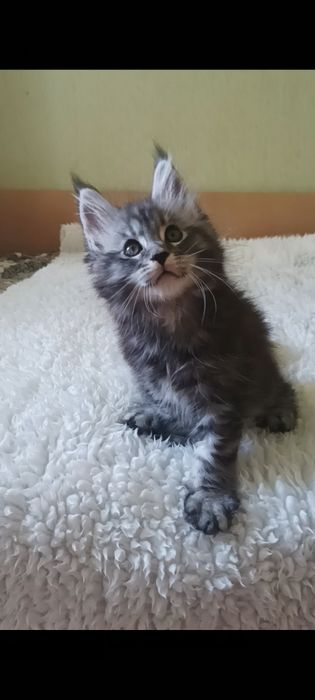 Девочки и мальчик котята мейн-кун.