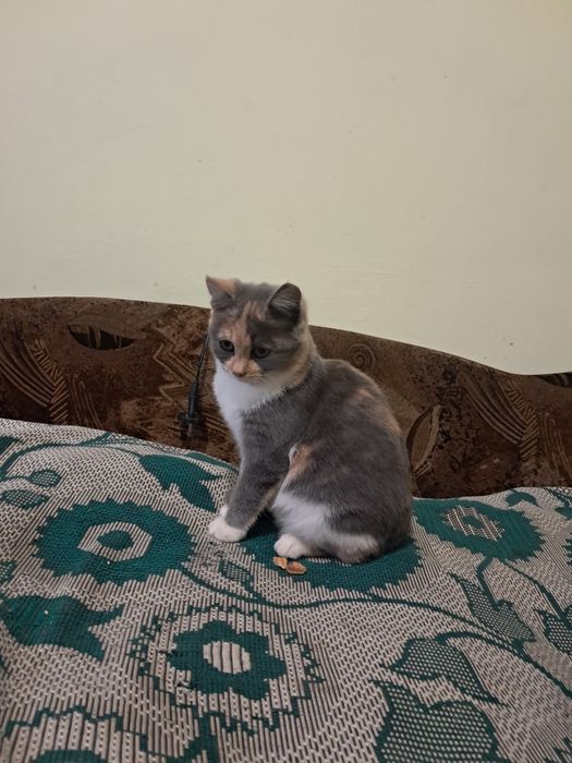 Котенята кошеня висловухі та прямовухі