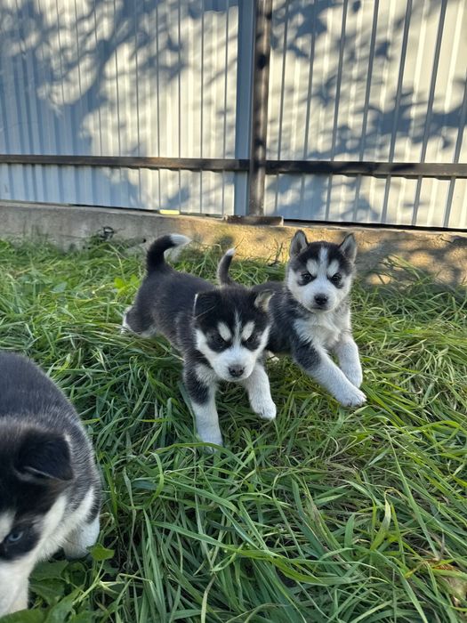 Сибірський хаски