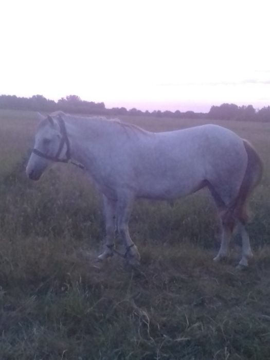 Продається кобила