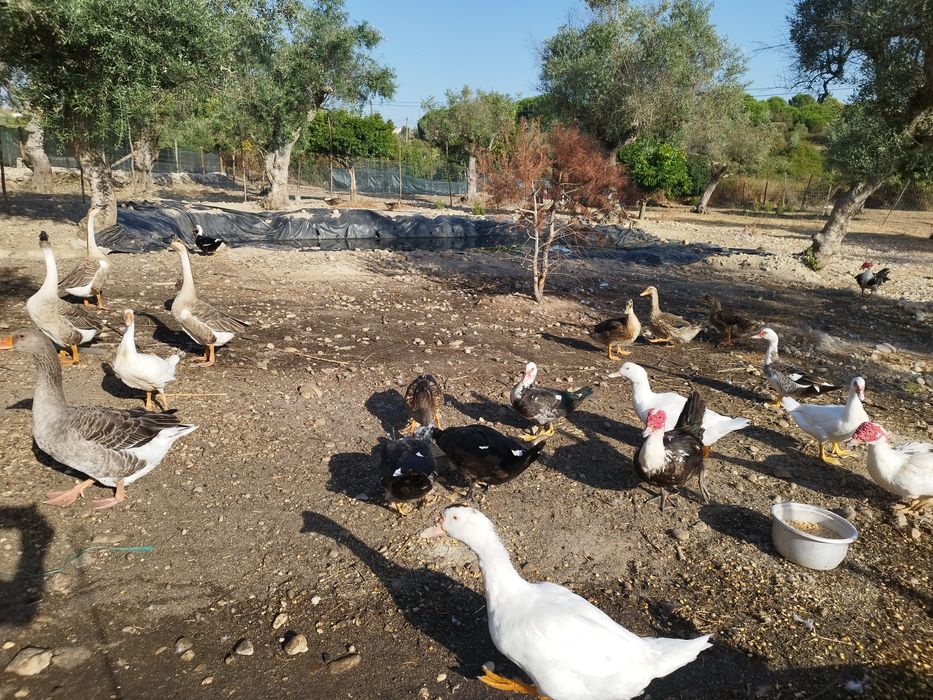 Vendo  várias raças de patos