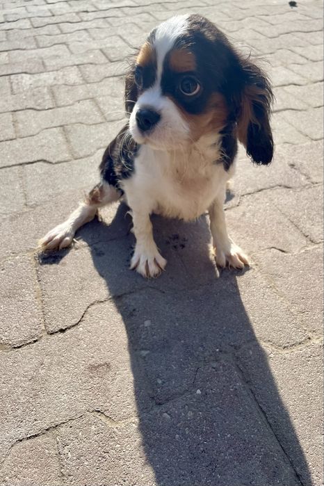 Cavalier king charles spaniel samczyk