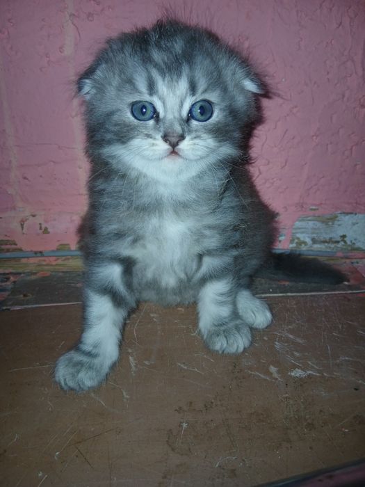 Шотландский котенок
