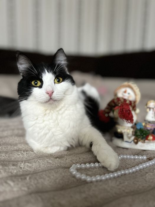 Кішка гарна ніжна стерилізована