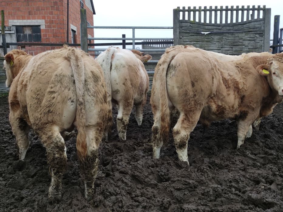 Byczki Blonde d'aquitaine