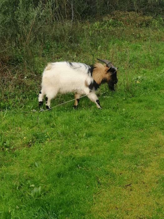 Tres fêmeas e dois machos