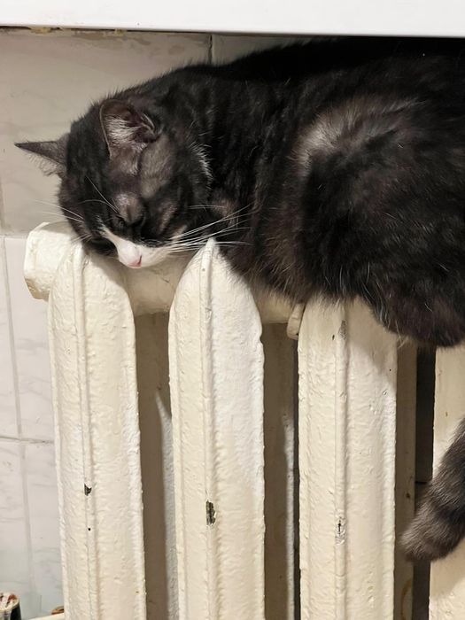 Шукаємо хазяїна для кішки