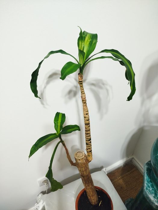 Planta do Brasil com vaso porcelana vidrado