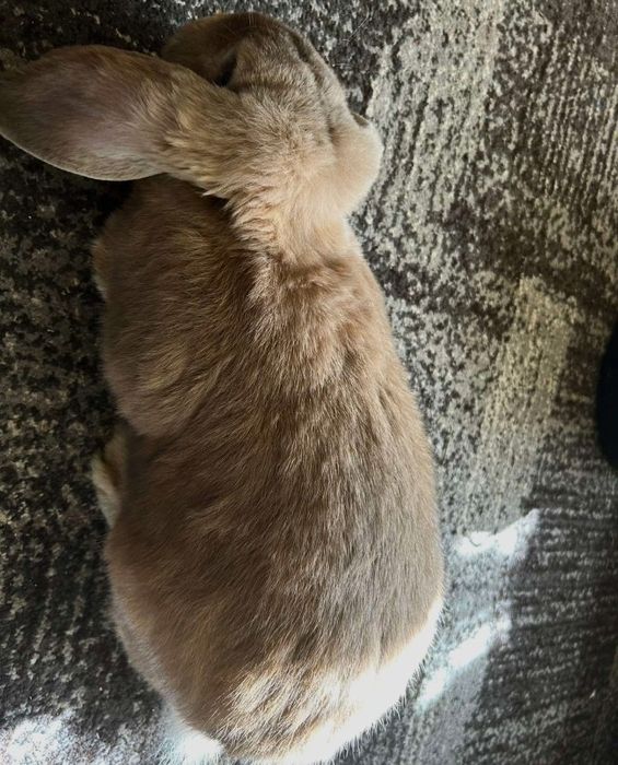 Продам самця Французький баран