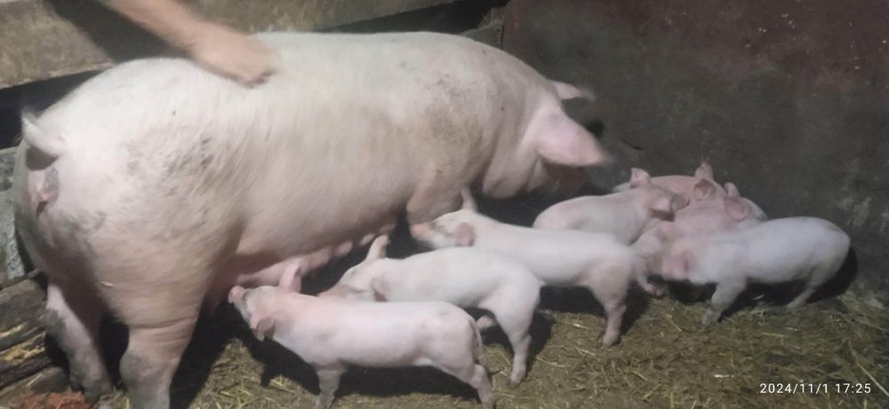 Продам поросята велика біла українська вік  місяц