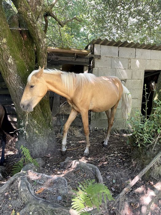 Poldro Palomino para venda