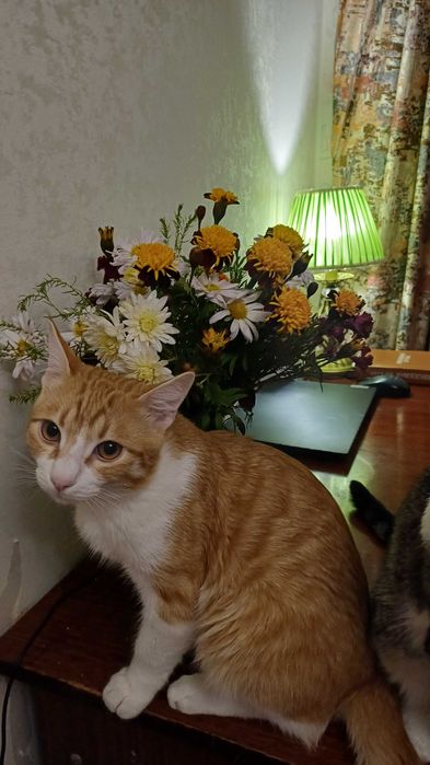 Котята-верные друзья!